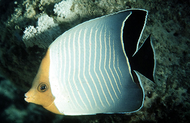 Chaetodon larvatus (Pesce farfalla incappucciato)